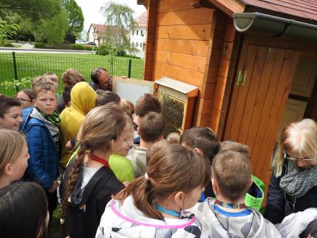 Cerkljanske šolarje je navdušil ogled opazovalnega panja_01